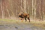 CANE CORSO 747